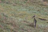 20180415_Oostelijke Blonde Tapuit_Texel_05